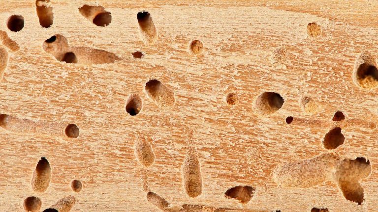 Common Signs Of Termite Activity