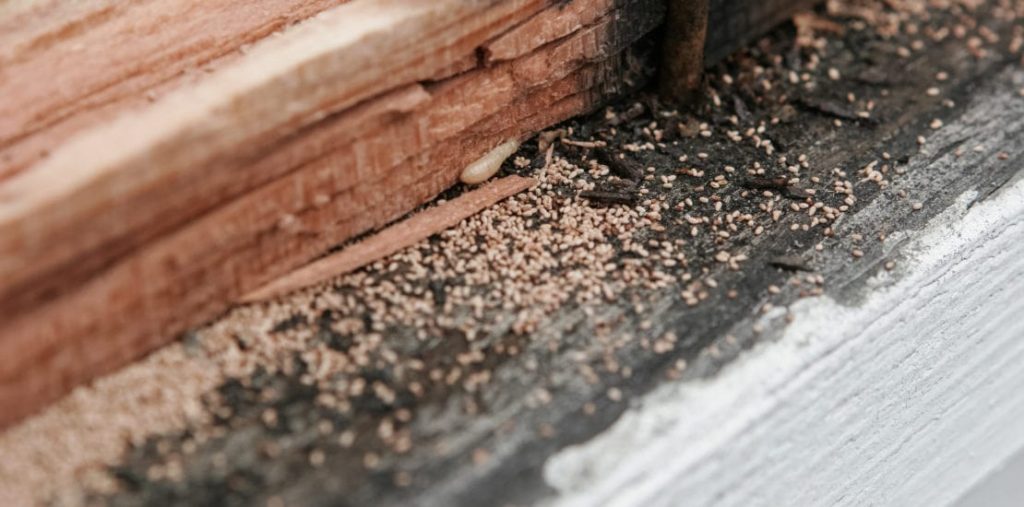 Signs Of Termite in House